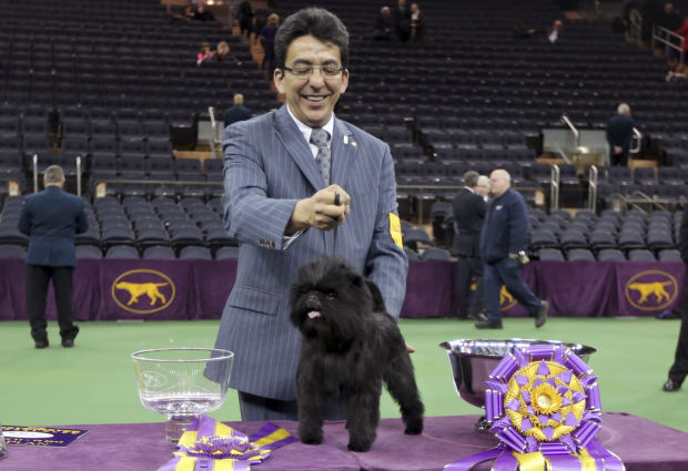 137th Westminster Kennel Club dog show